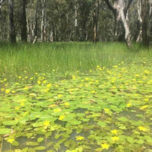 Land Council wetlands