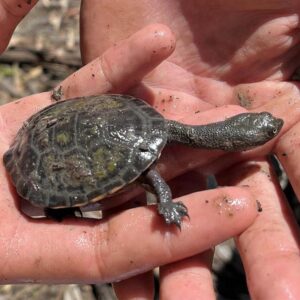 Long neck turtle