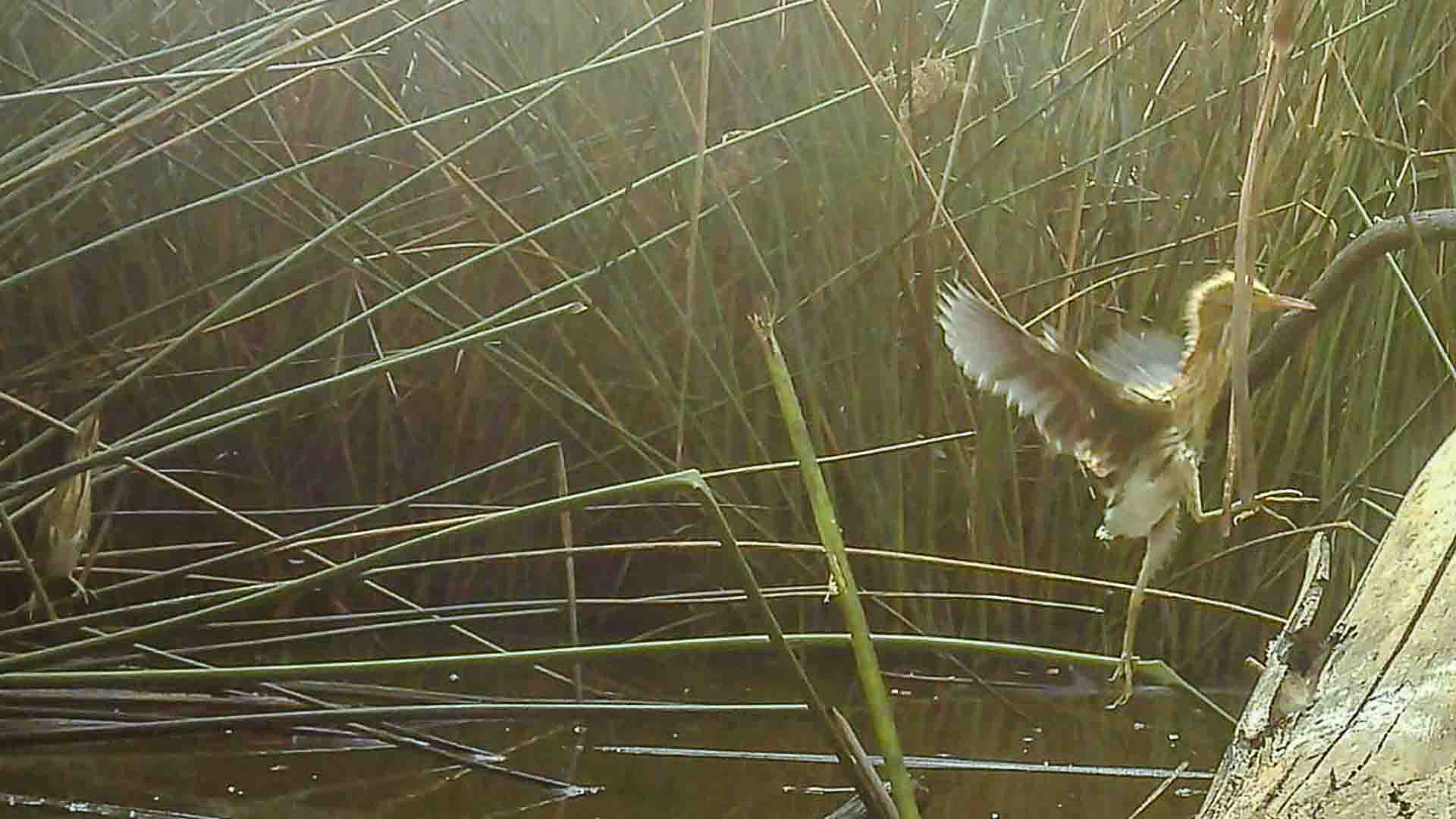 Rare bird header center